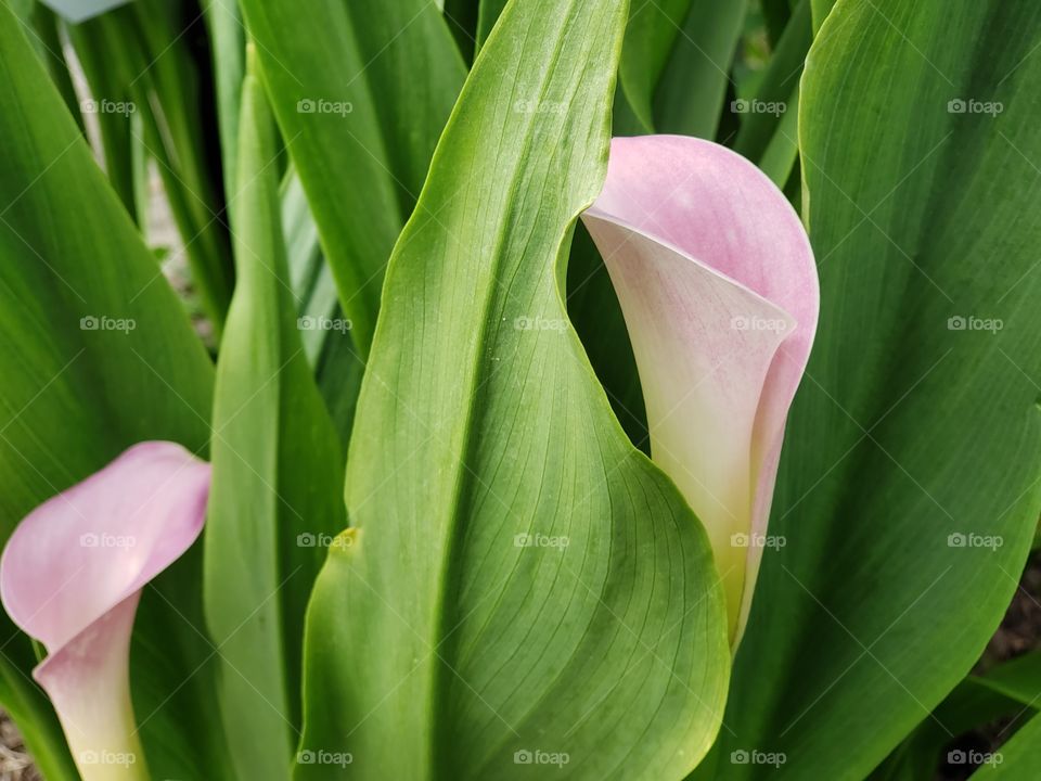 Lilac tulips are beautiful against the green sturdy leaves