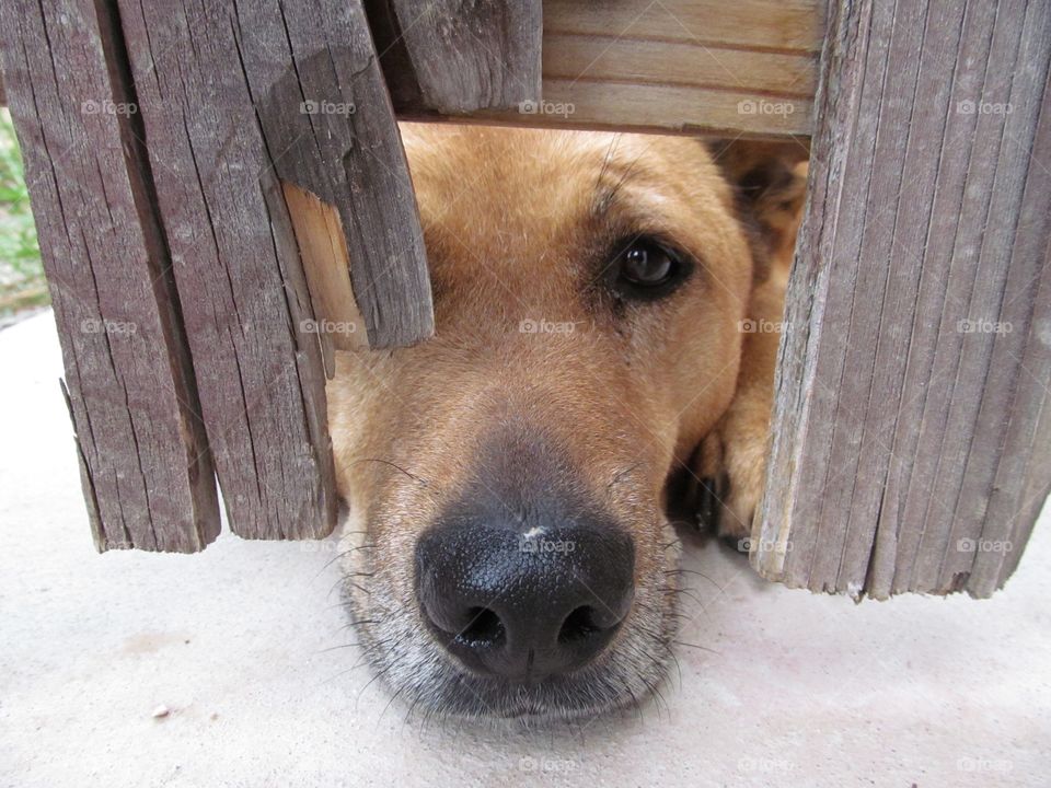 Dog waiting at the gate for someone to come home.