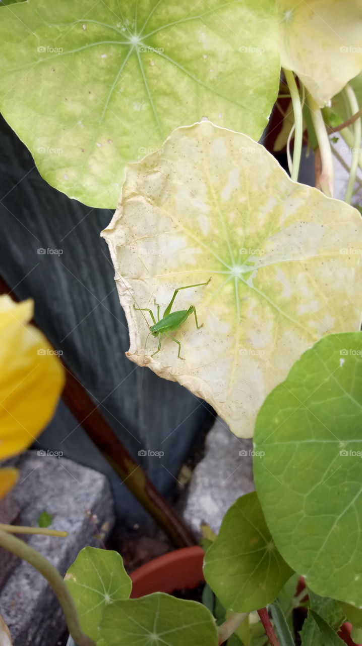 Grasshopper - Grashüpfer