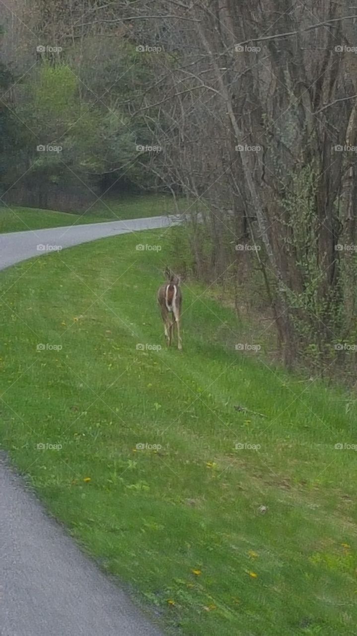 deer at shawnee