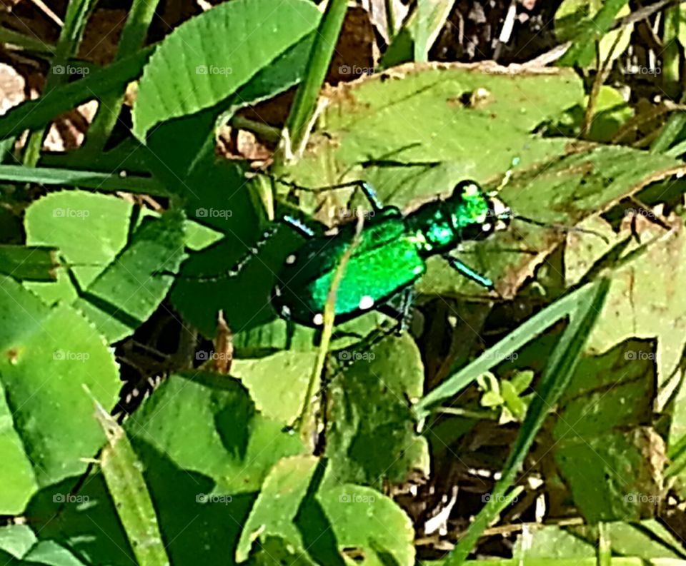 G.B. (green bug)