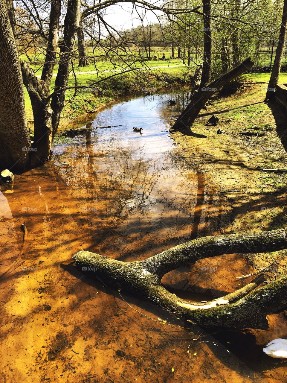 Scenic Stream 