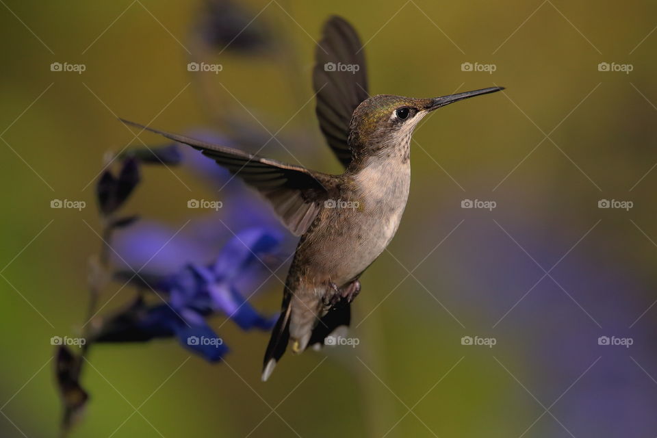 hummingbird in flight