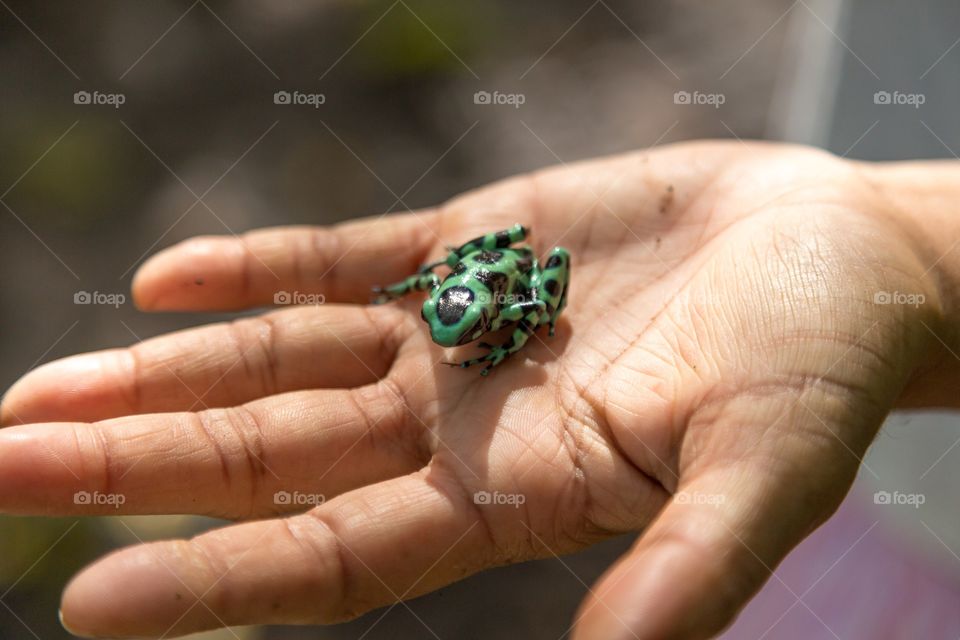 Close-up of green spotted frog on person's hand