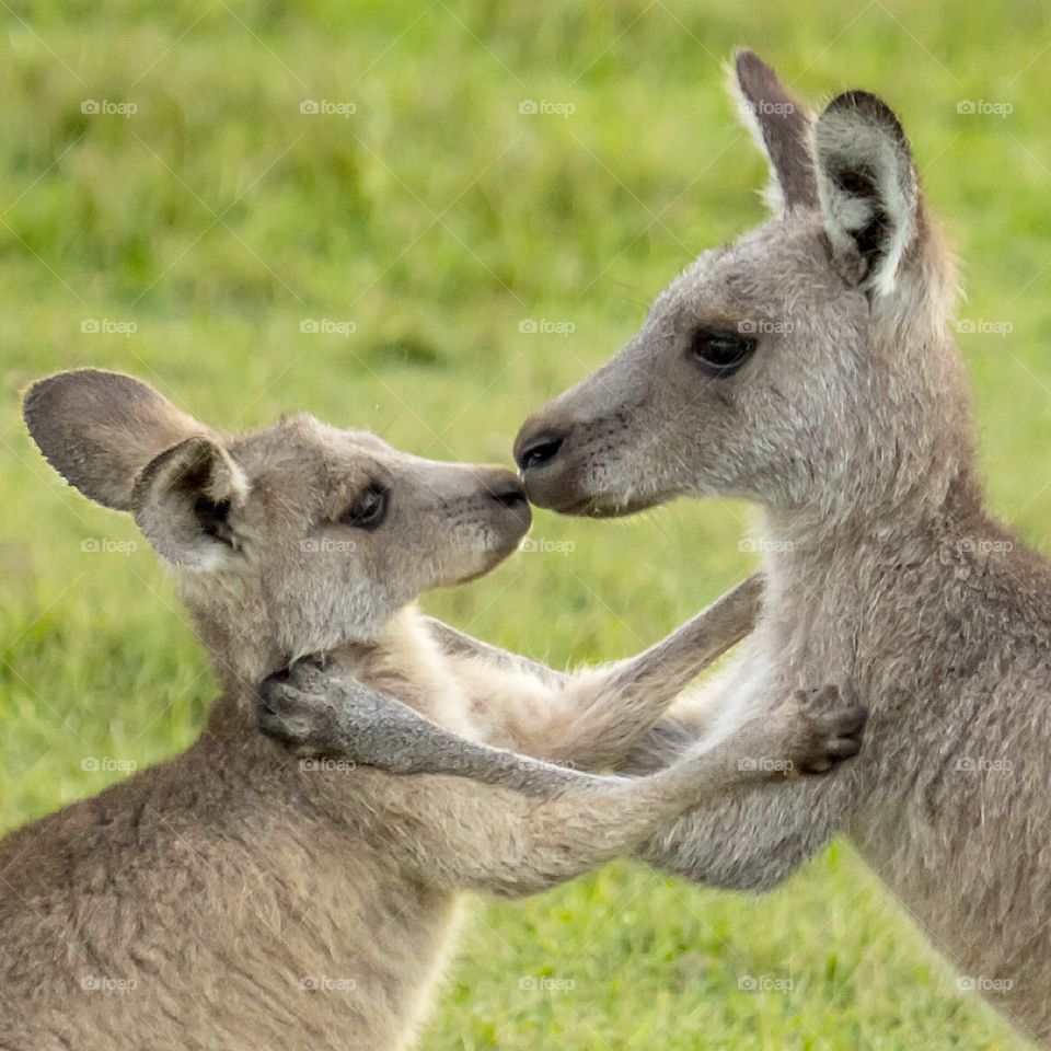 Hug Me, Kiss Me... Two Eastern Grey Kangaroo's having a cuddle and a kiss...