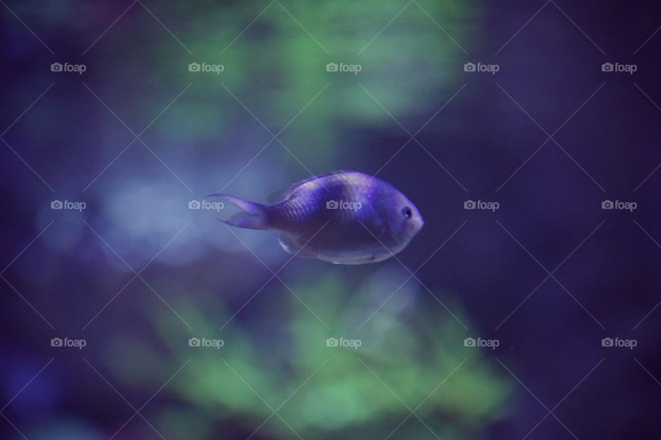 A tiny purple fish swimming by