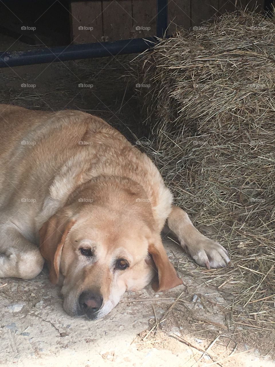 After a day of farm work....