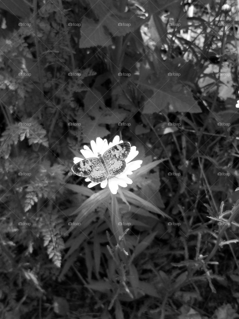 butterfly black and white