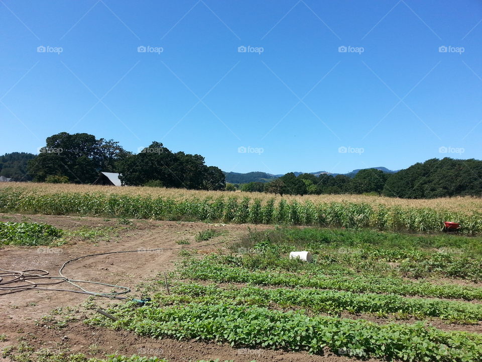 country. farming