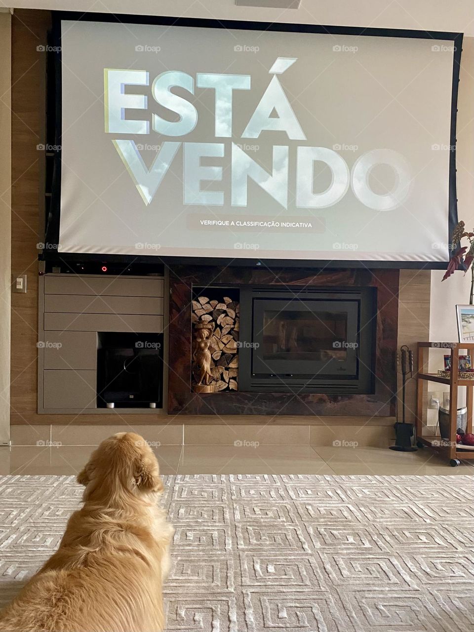 Dog watching tv