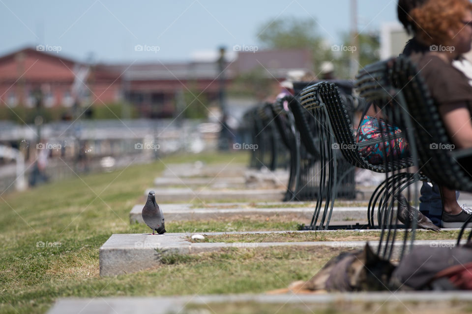 Bird in the park 