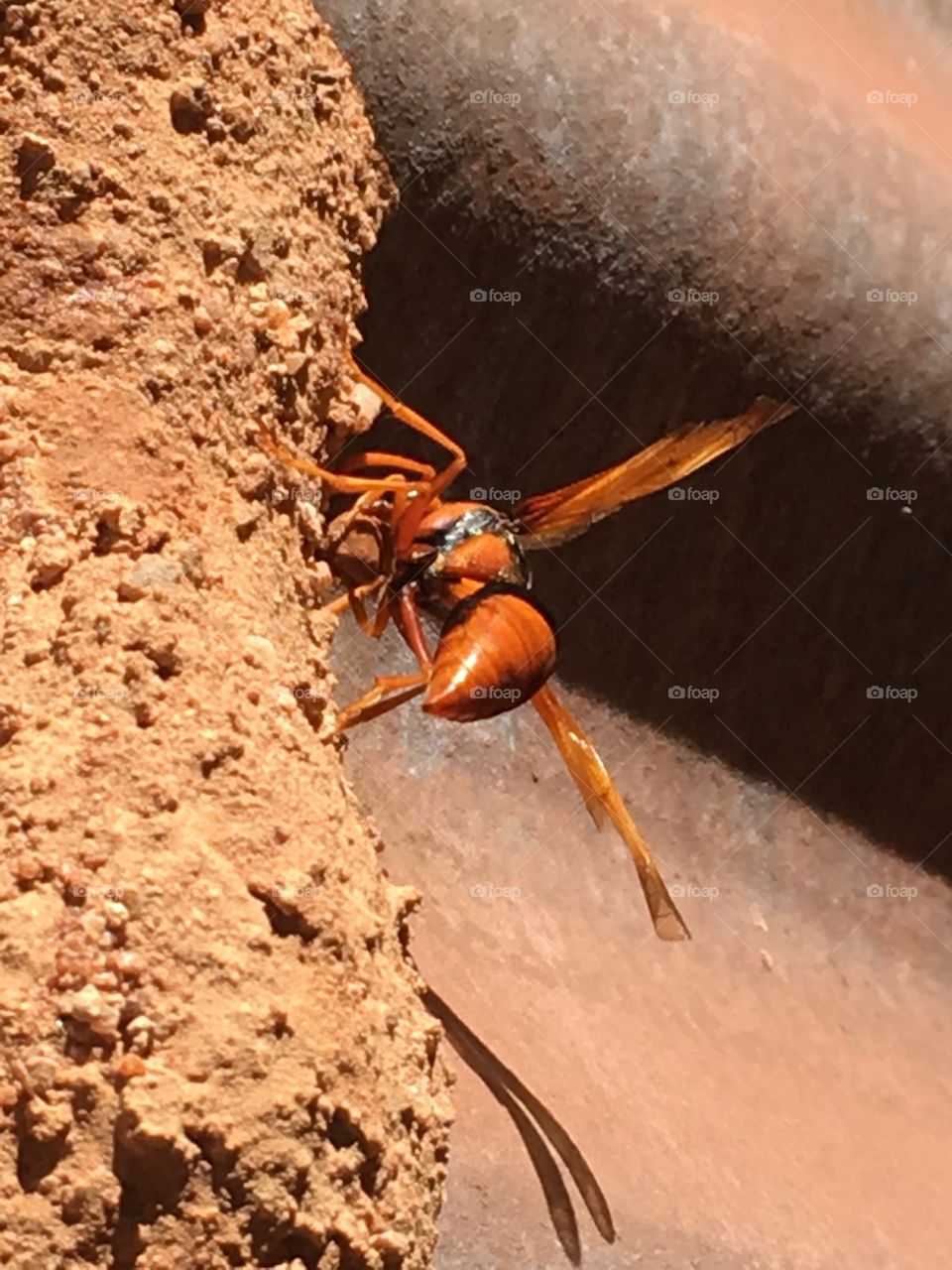 Closeup orange and black dauber mud wasp feeding young through nest 