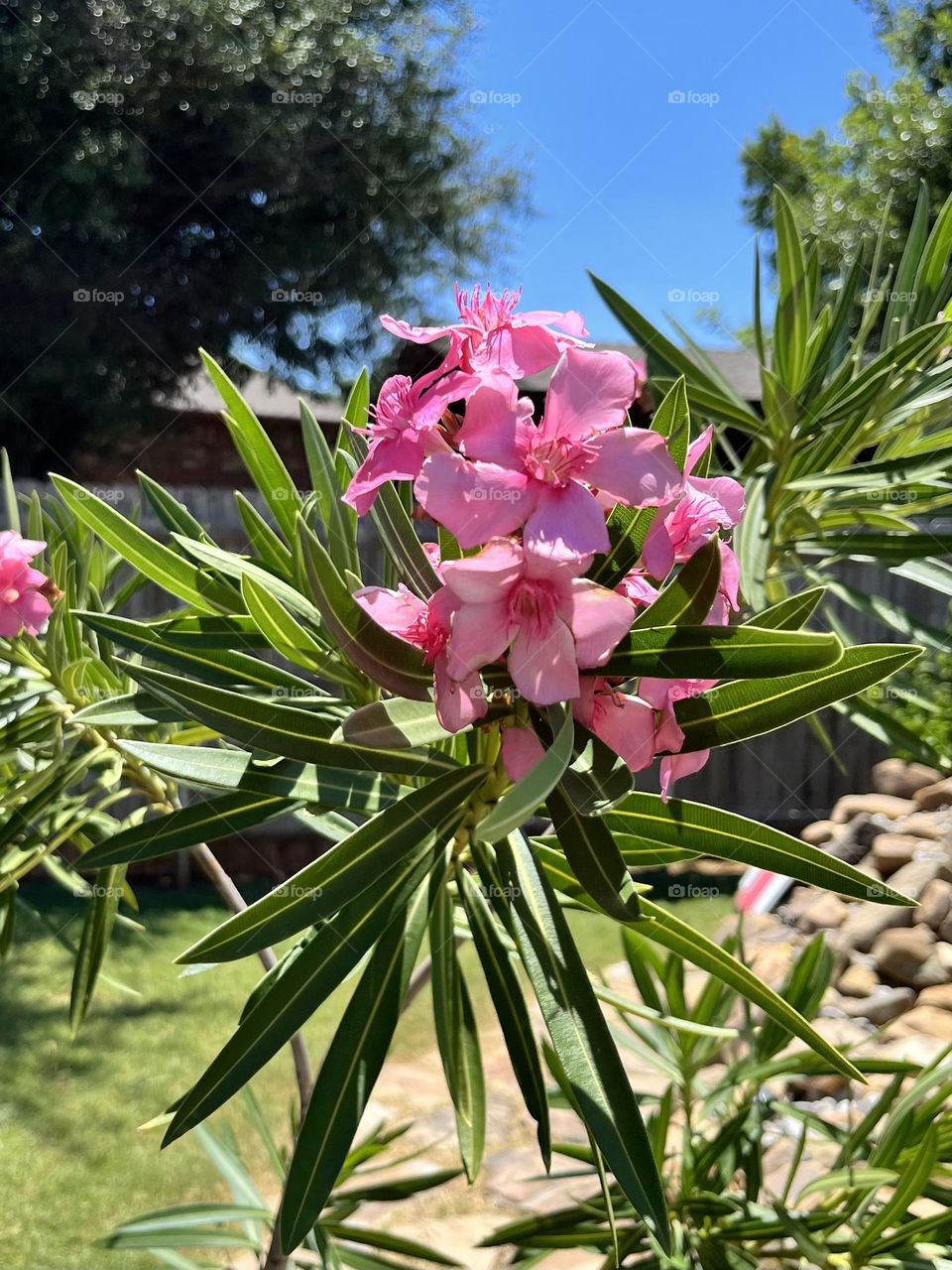 Beautiful pink blooming plant