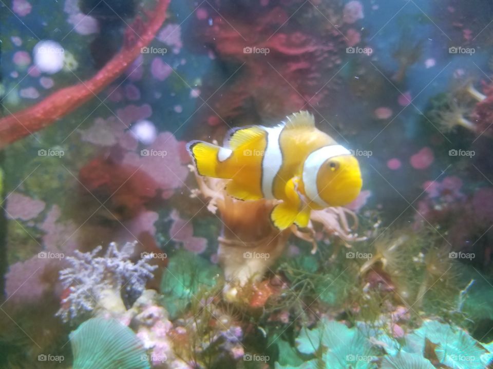 Grumpy clownfish