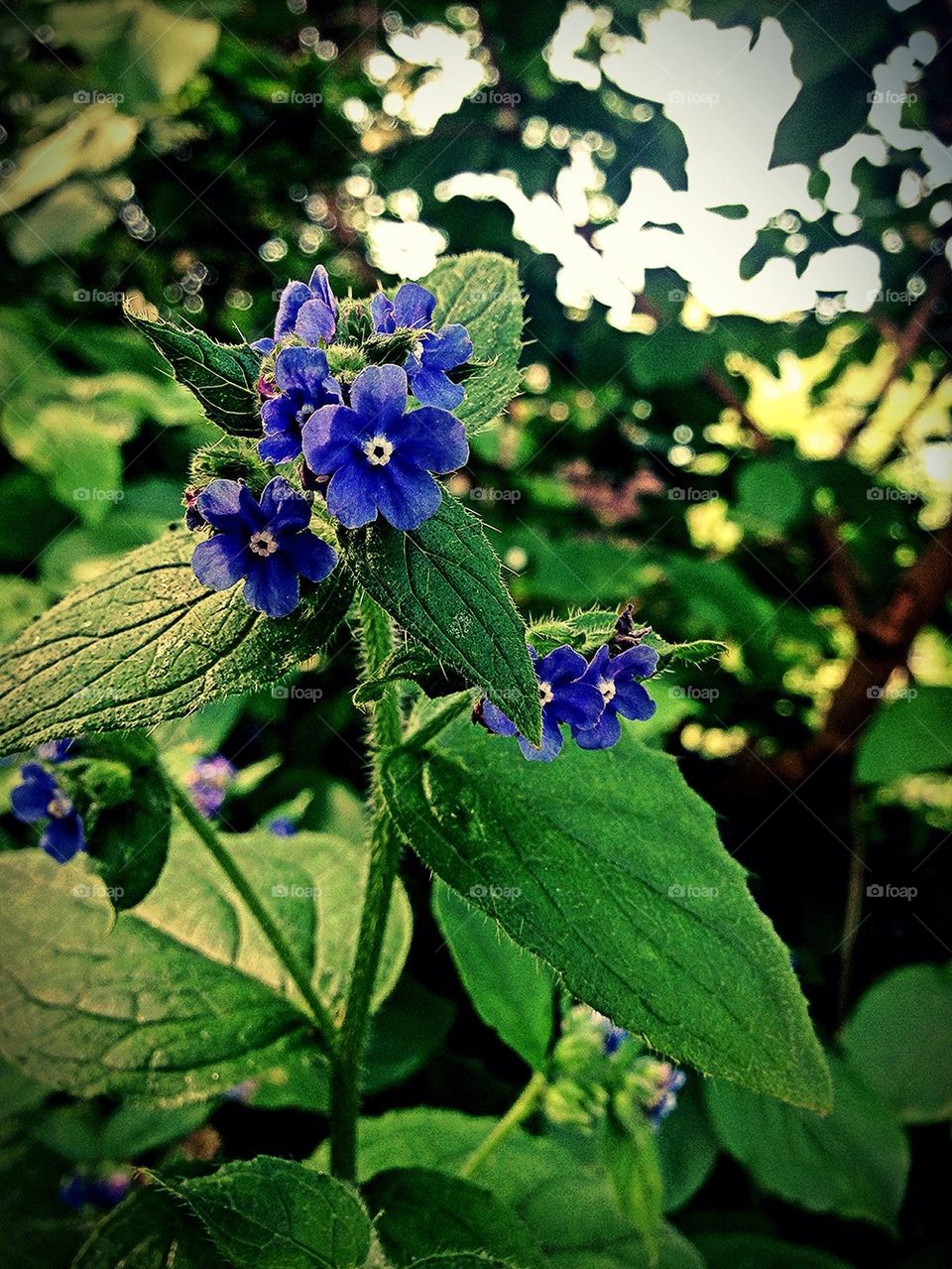 Blue flower, morning light. 