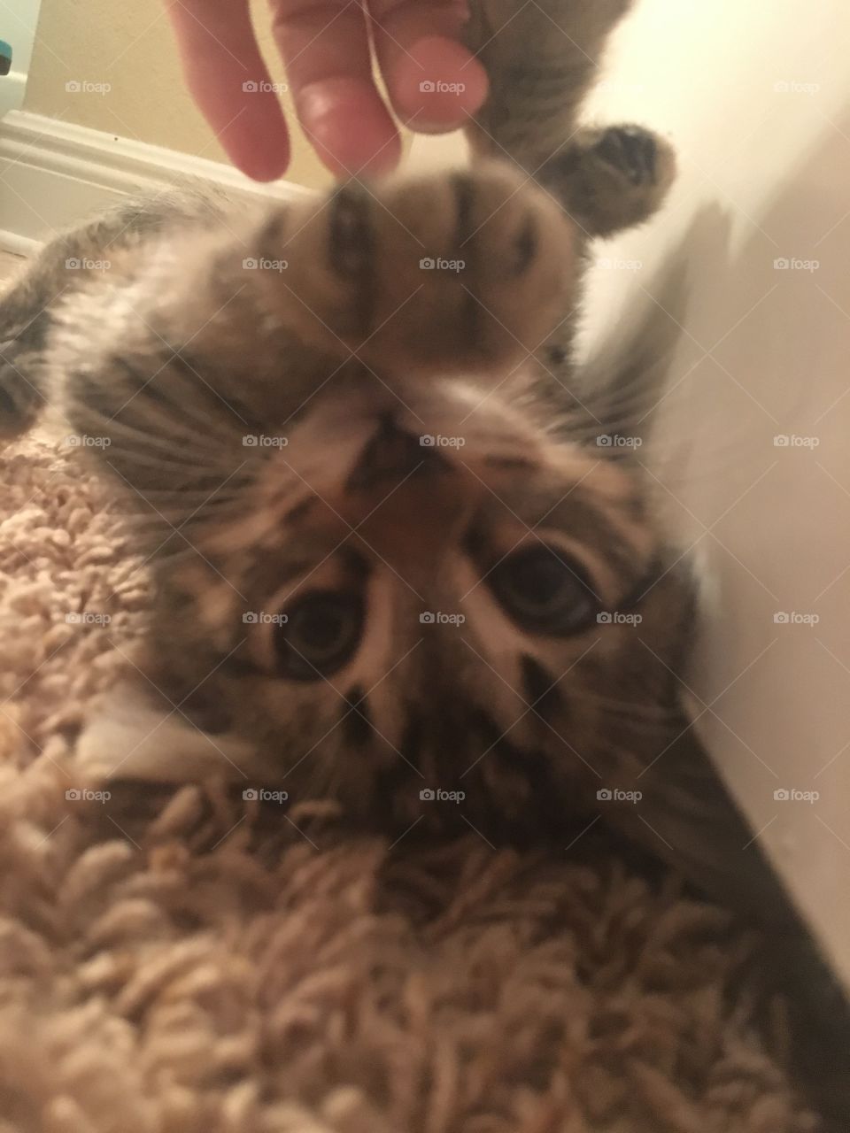 Upside down kitty