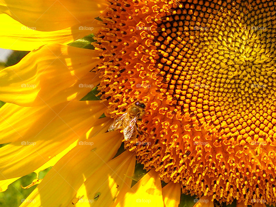 Bee on a flower