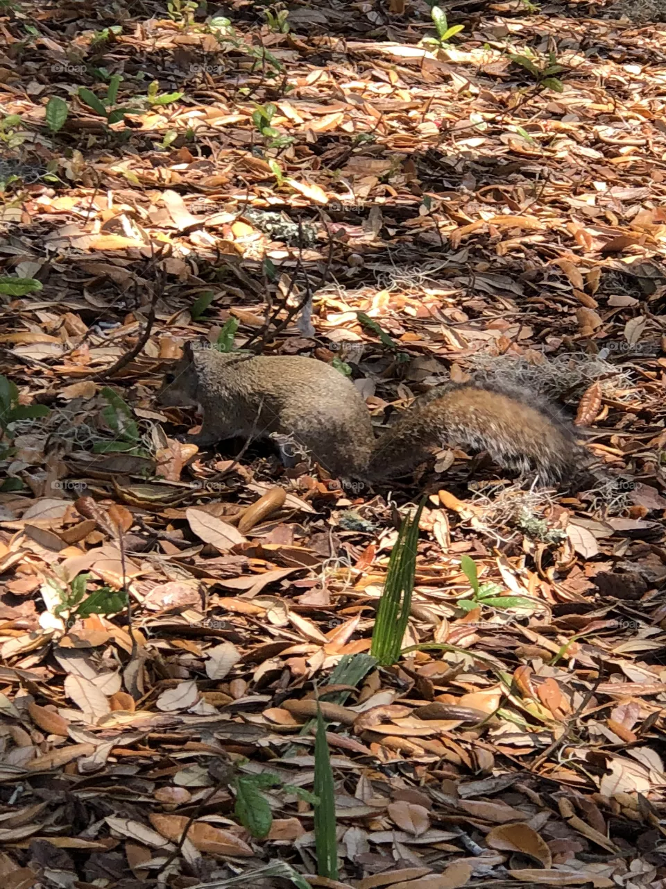 Squirrel 