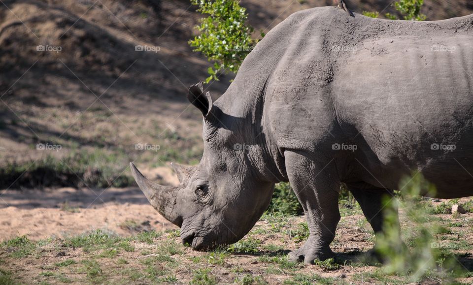 Rhinoceros grazing in the bush