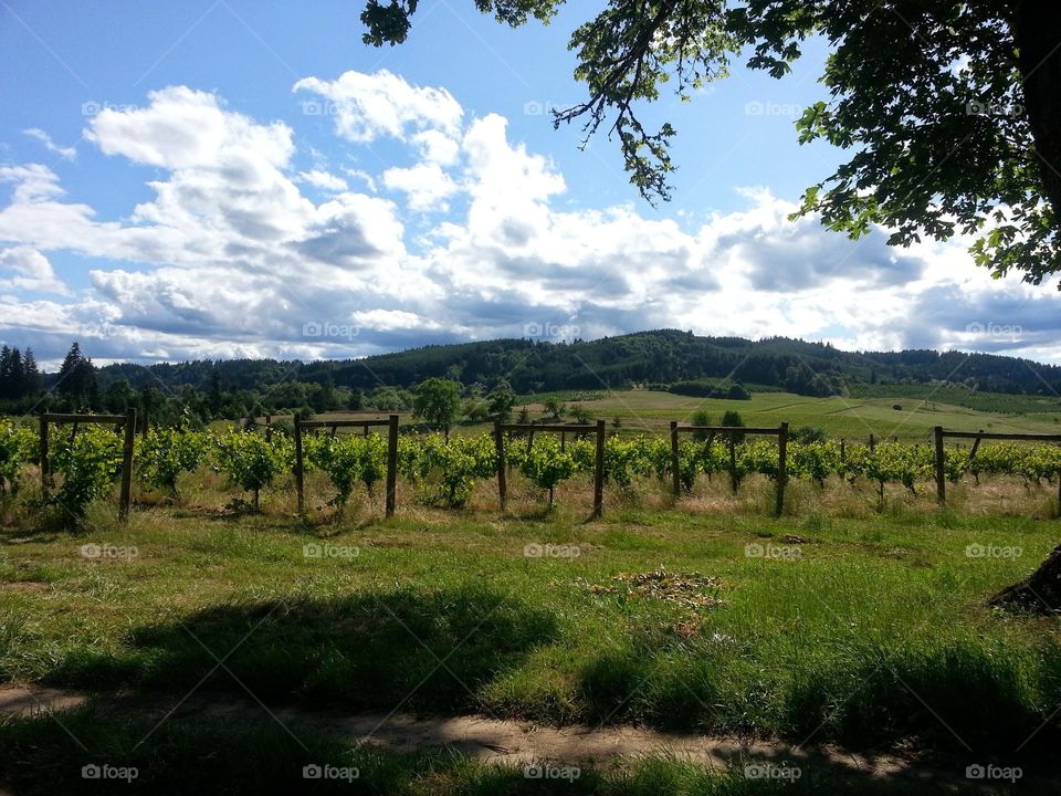 A sparse vineyard in Oregon clings to life creating this intoxicating landscape.
