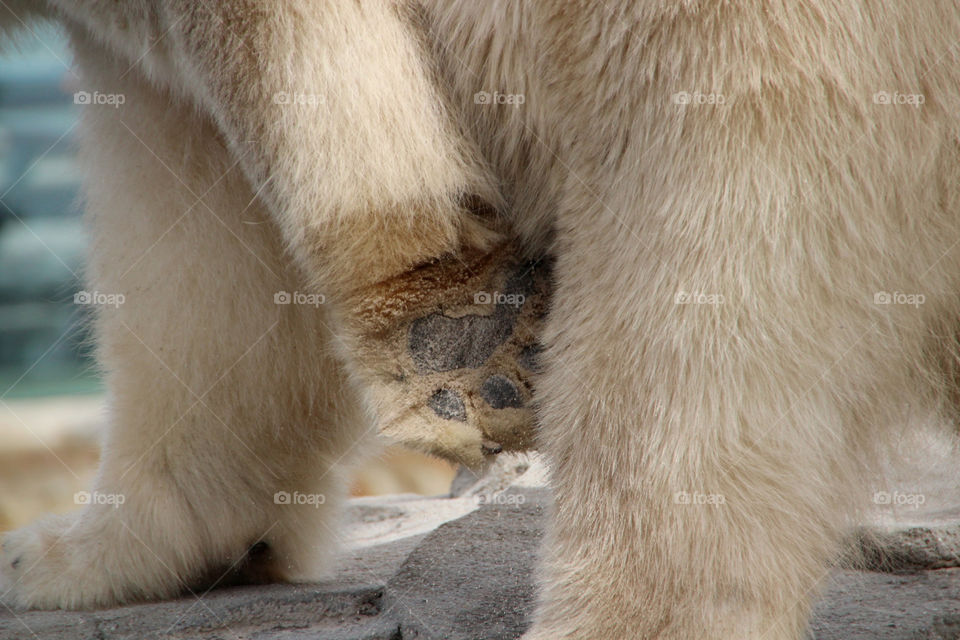 mammals animals paws bears by stef79