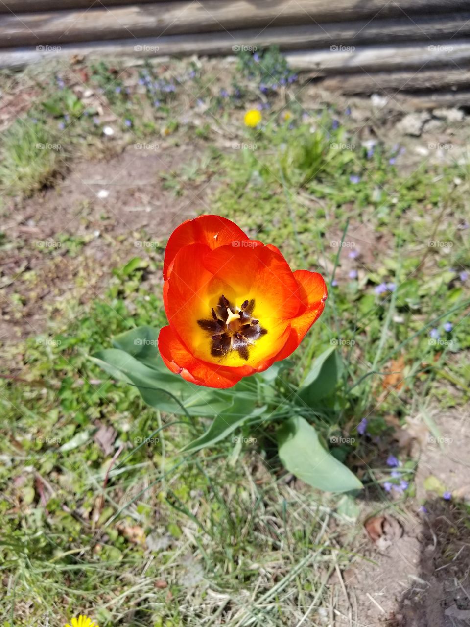 The sole tulip