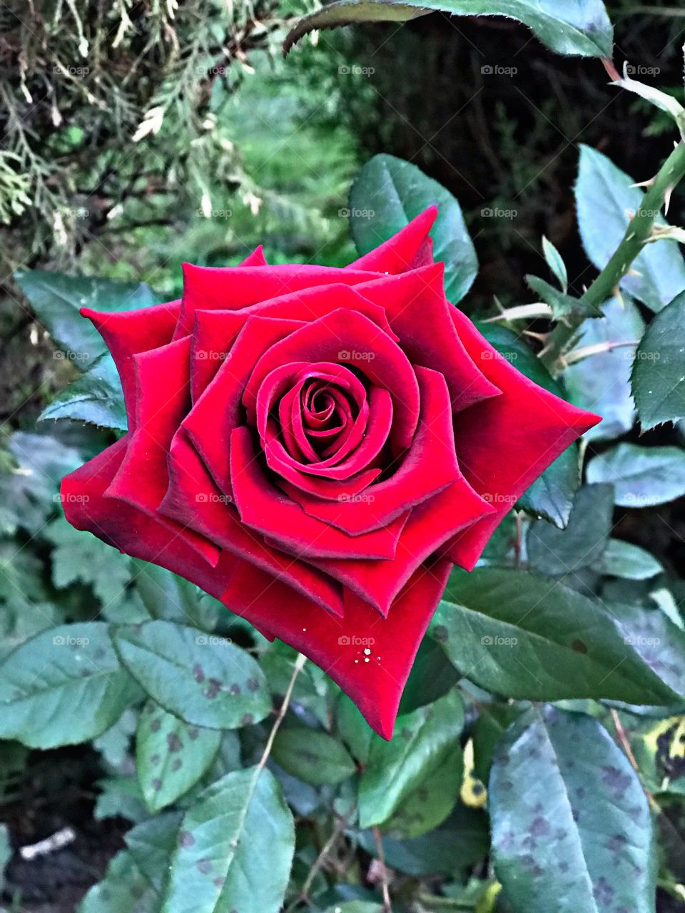 Red Rose