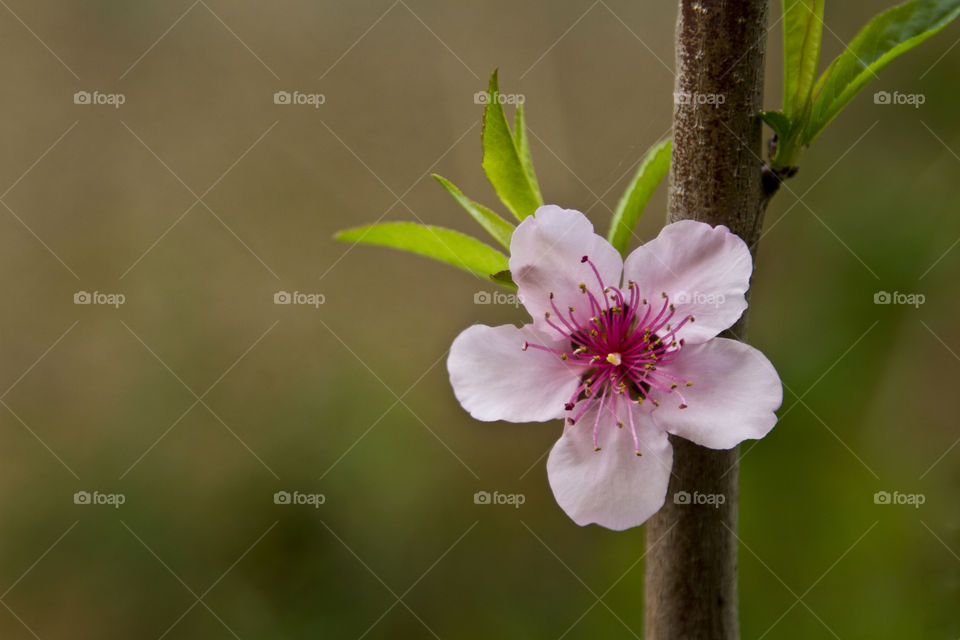 Wonderful flower