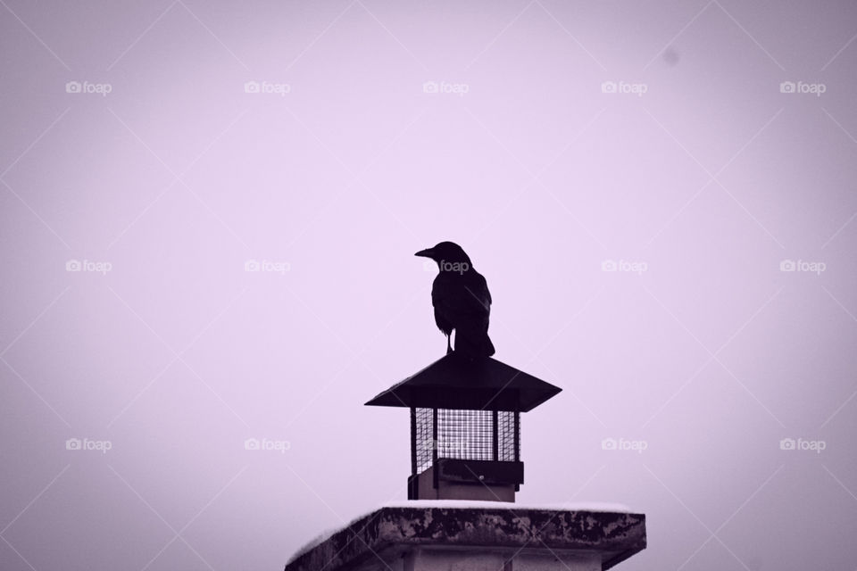 Crow on guard