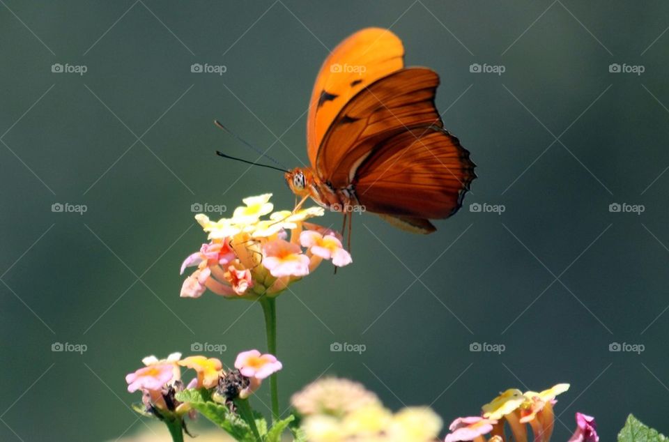 Orange butterfly on spring flowers