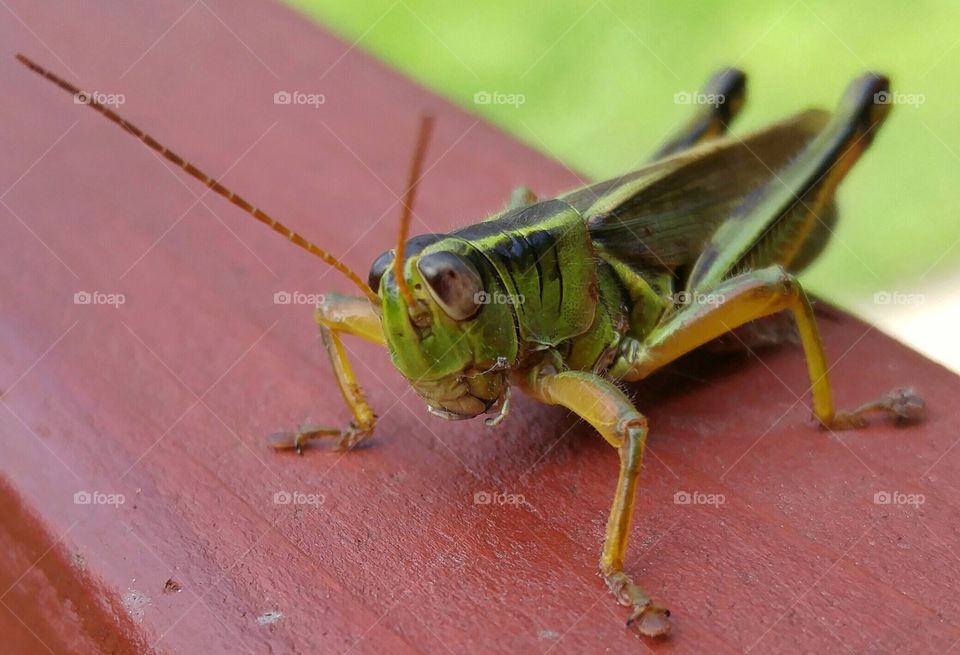 Grasshopper stare down