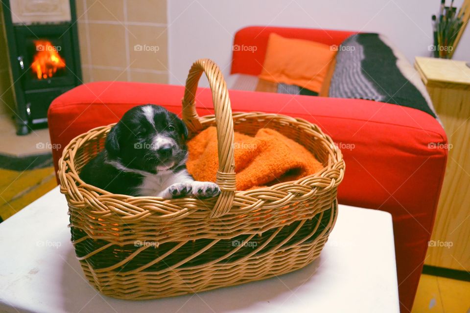 Puppy in the basket