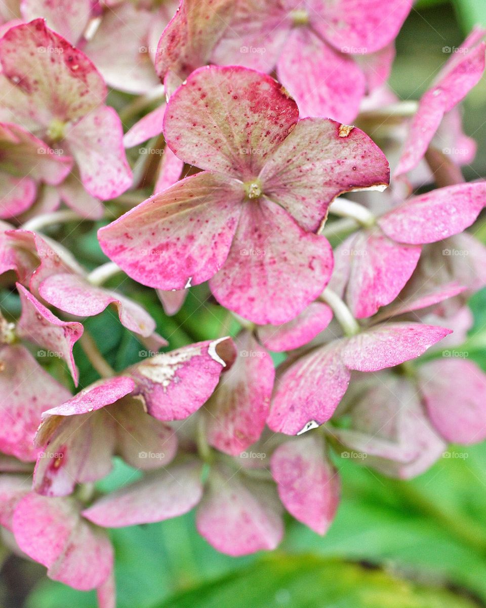 Hydrangeas macro