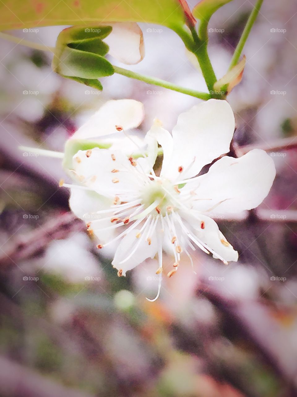 The plum blossom close up 