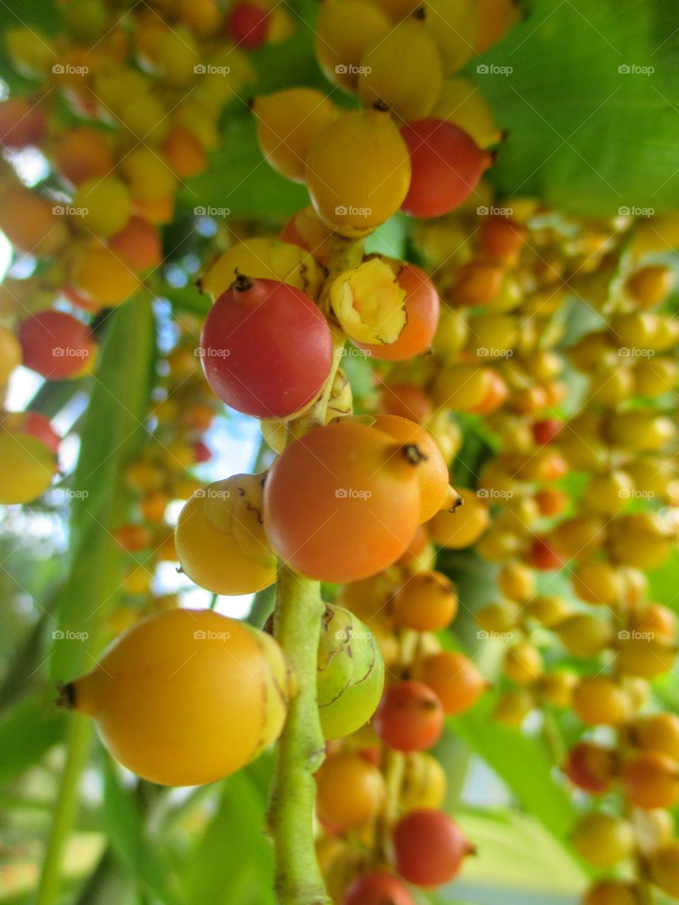 Close-up of berry fruit on branch