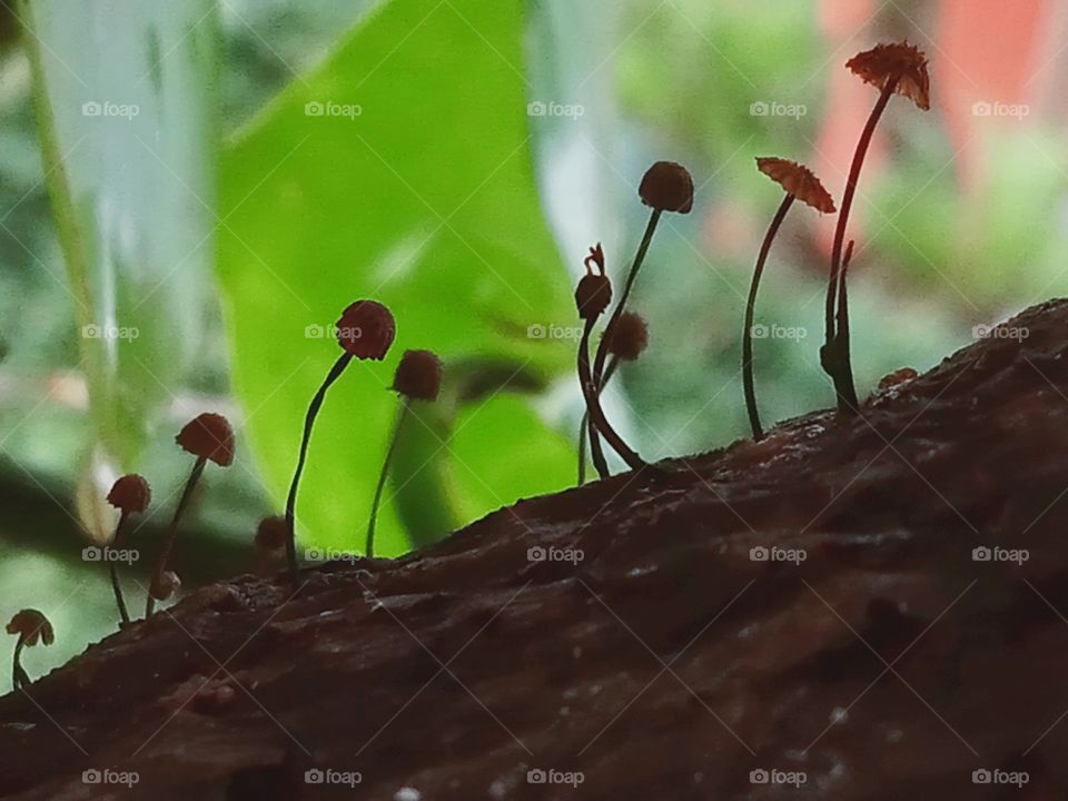 Tiny world of nature