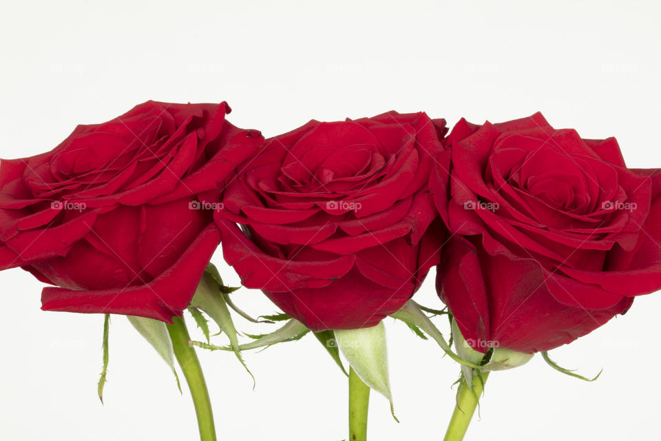 Three red roses on white background