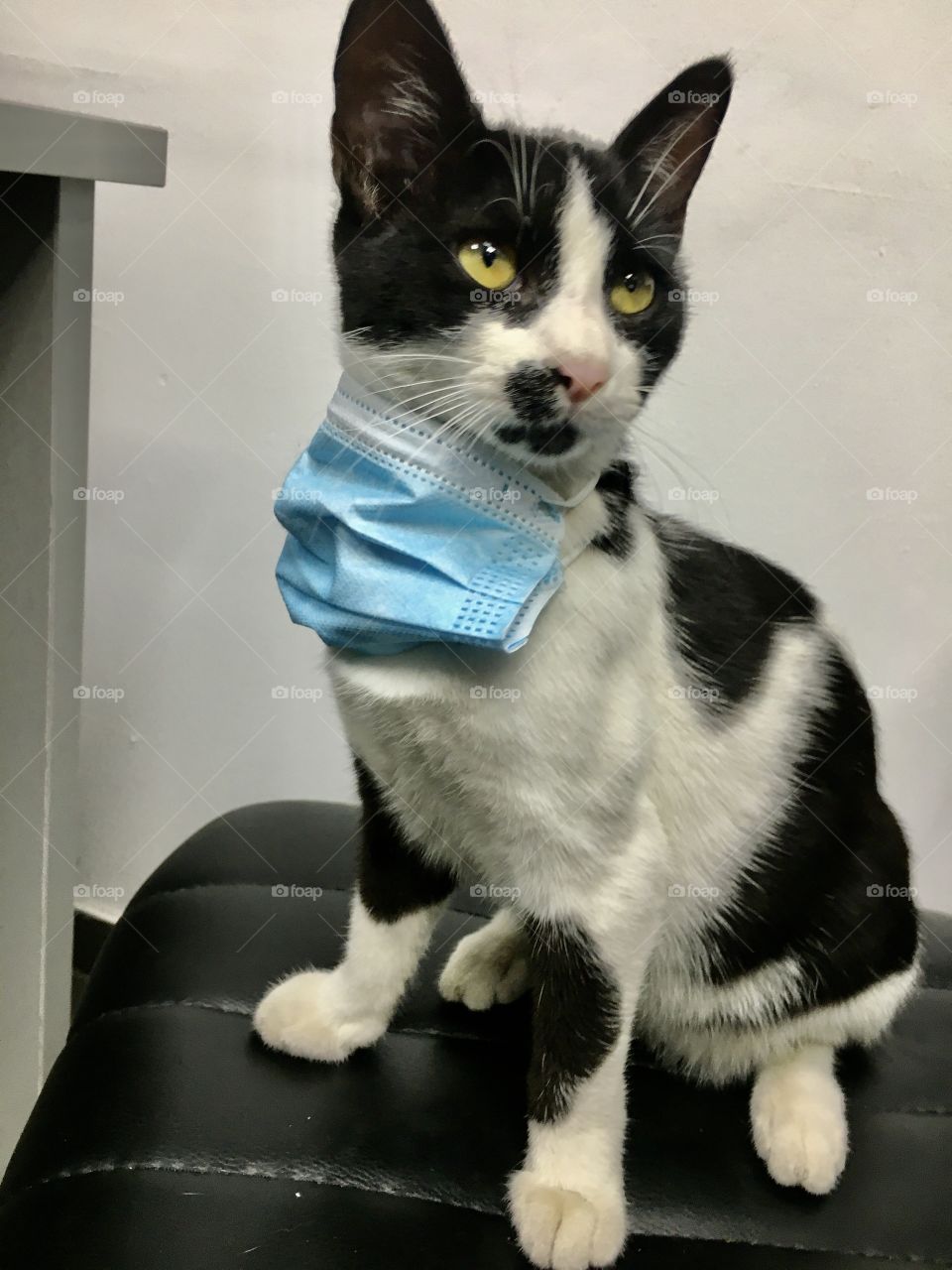 A cat protects against corona virus