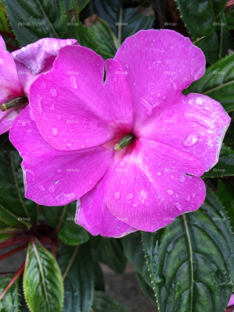 Impatiens after rain