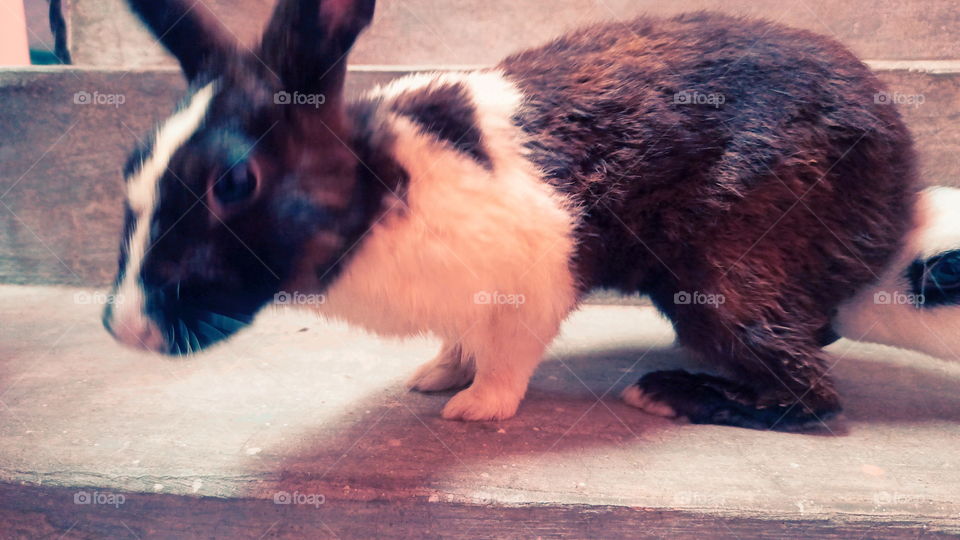 Rabbit Nice Look India