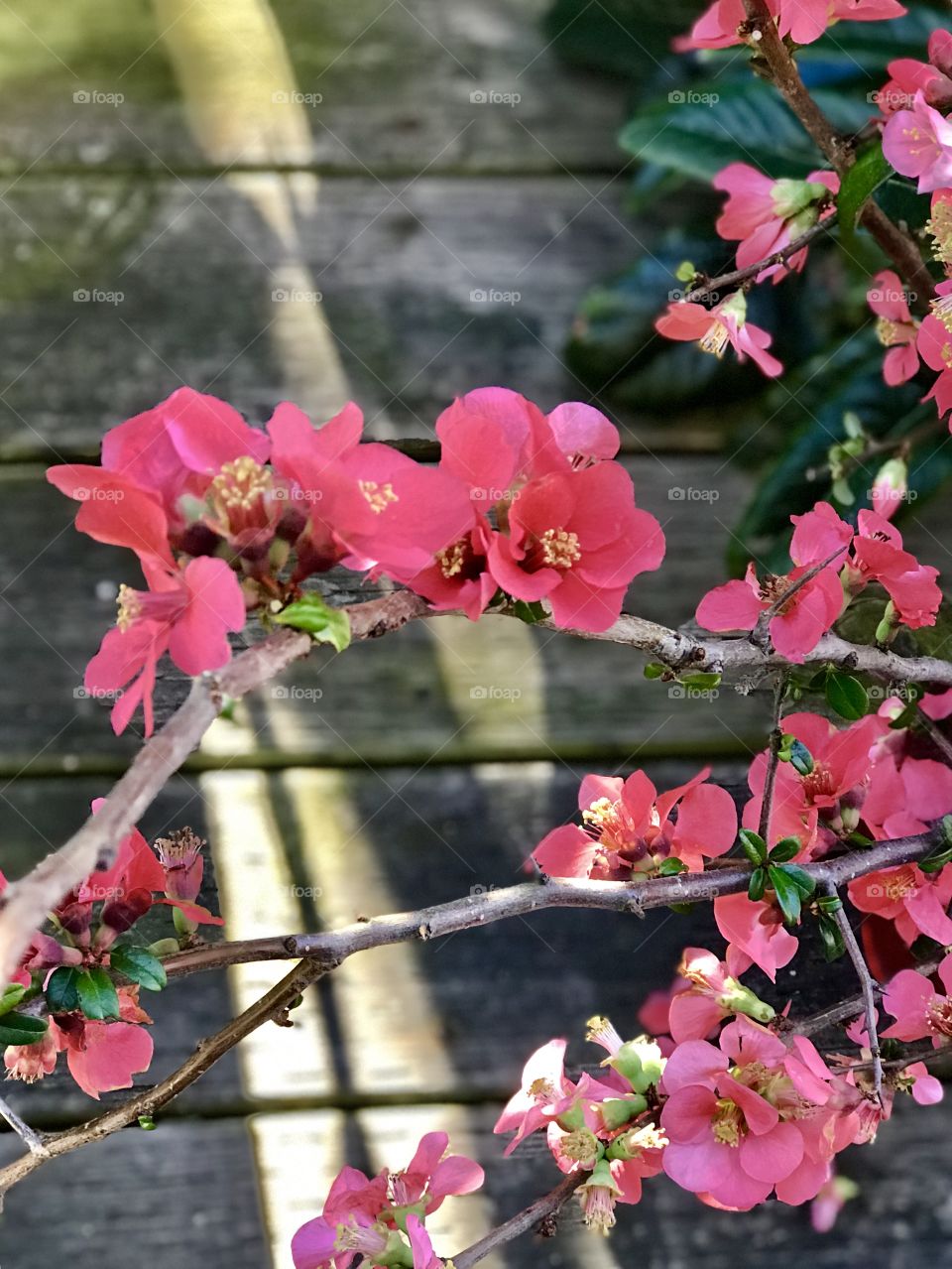 Spring flowers 