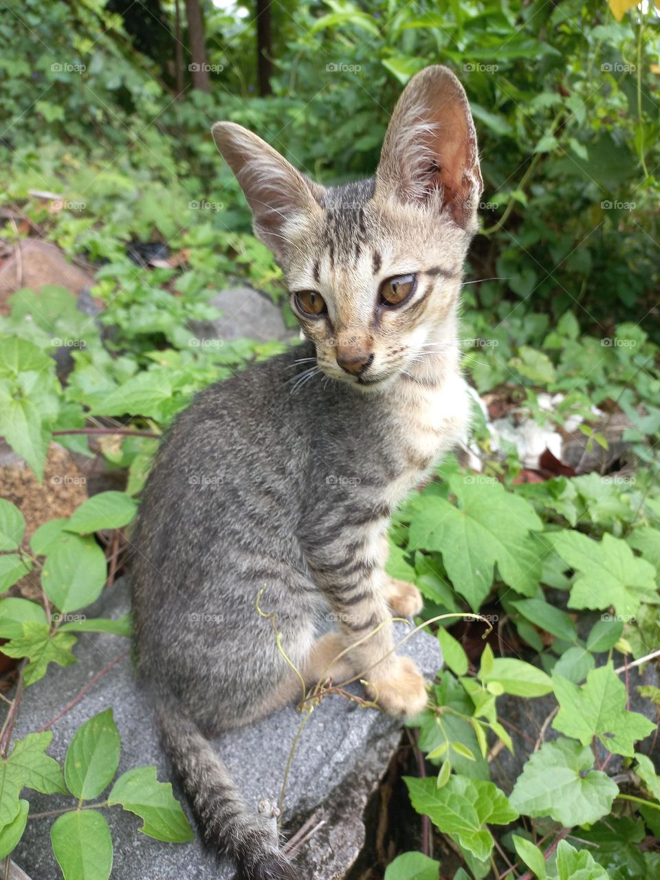 The cute kitten is in the grass garden