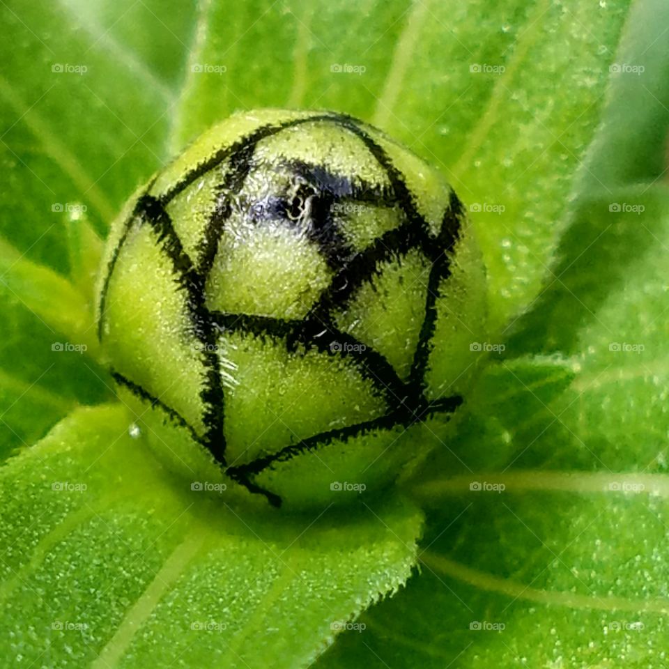 Zinnia bud waiting to bloom