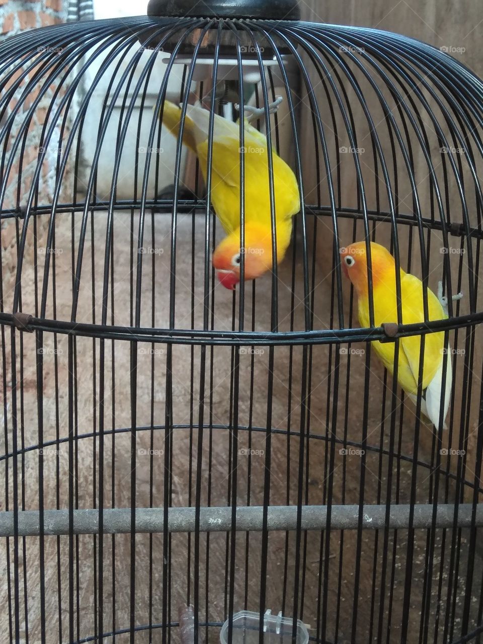 2 love bird
