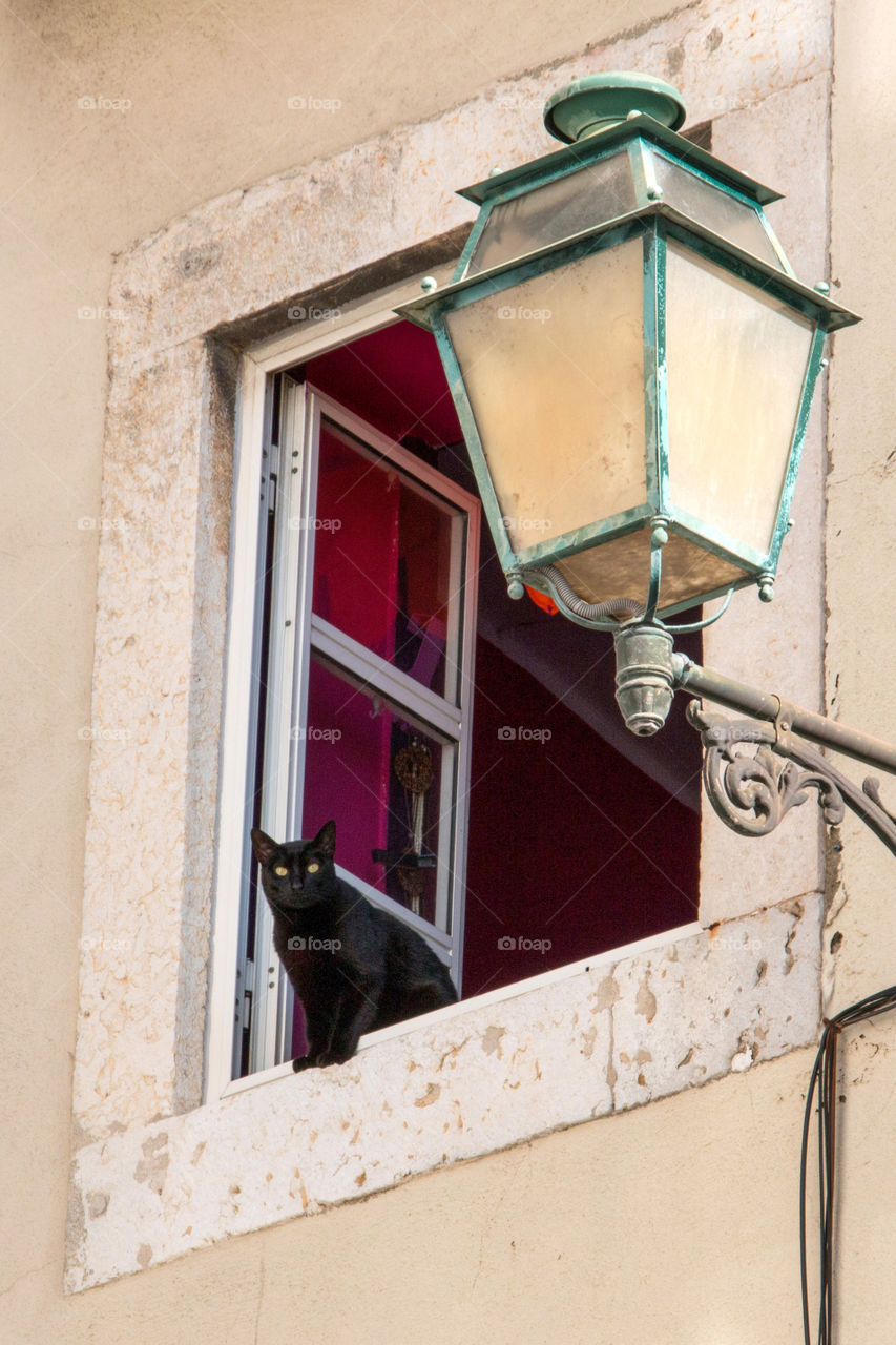 Black cat in Lisbon 