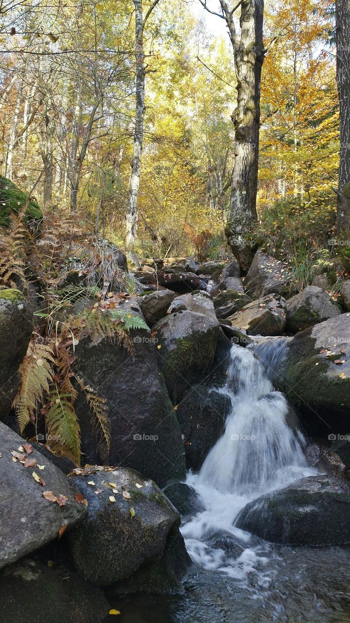 Autumn forest with running river