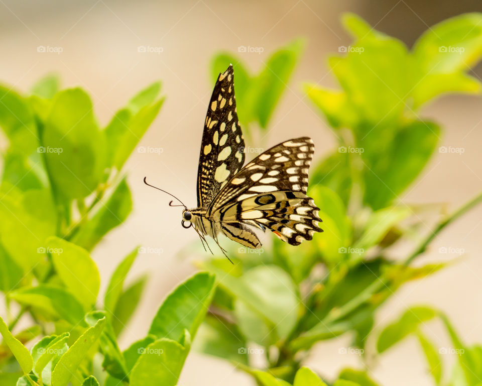 Beautiful butterfly is flying around plants