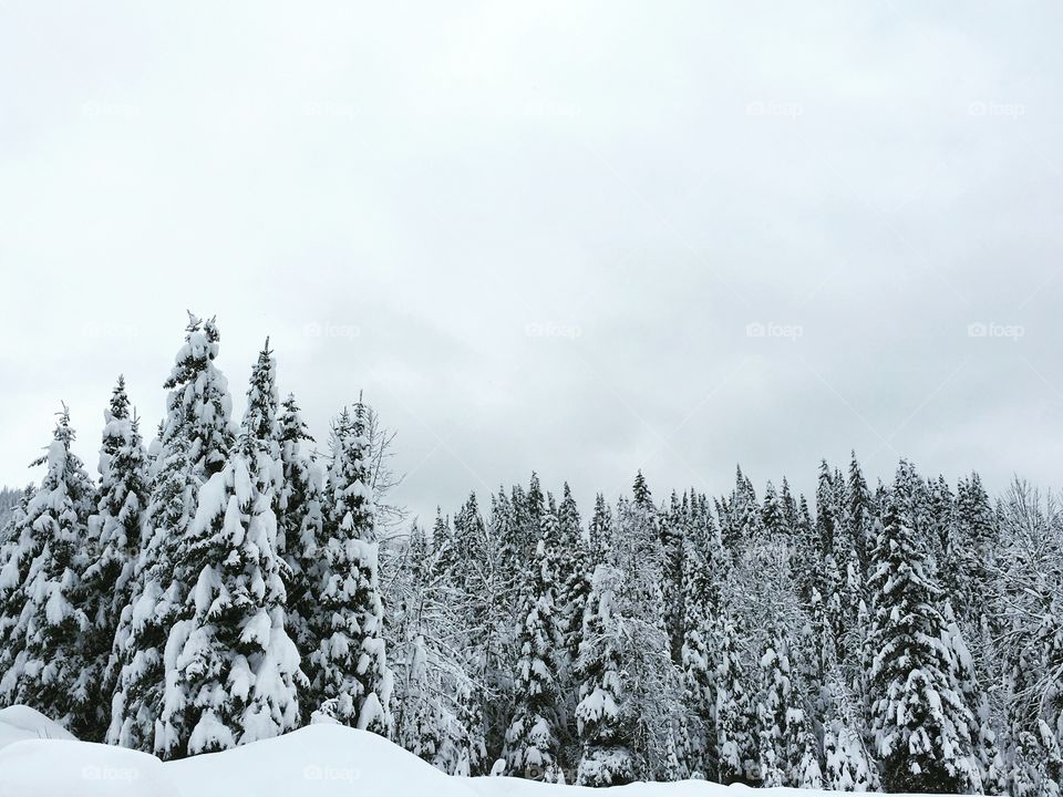 Trees after the heavy snow fall in the caribou. Wells Bc 