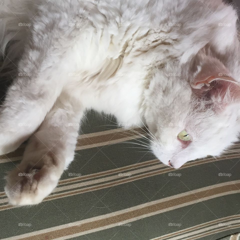A white cat on couch. Gato branco atento no sofa. Olhos verdes.