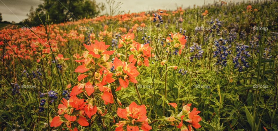 colorful Texas wildflowers and bluebonnets
